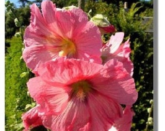 30+ Rose Colored Hollyhock / Alcea Rosea / Perennial / Flower Seeds.