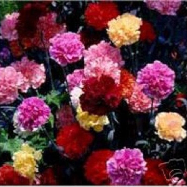 50+ Multi-Color Mix Carnation / Perennial / Flower Seeds.