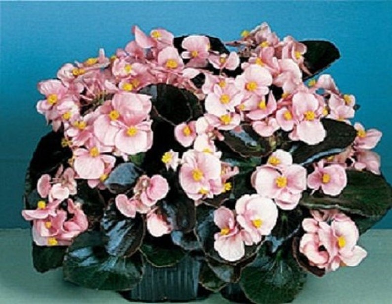 30 Pink Brandy Cocktail Begonia / Annual / Flower Seeds. Etsy