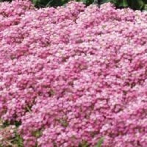 200 Sweet Alyssum Seeds Etsy