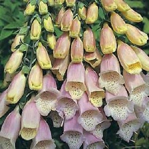 50 Lemon Sherbet Foxglove Flower Seeds Biennial 50 Lemon Sherbet Foxglove Flower Seeds Biennial