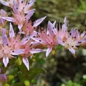 以下が含まれることがあります： 濃い紫色の芯を持つピンクの花の集まり。花は繊細な花びらを持ち、緩やかな自然な塊に配置されています。