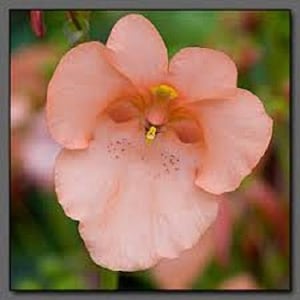 40+ Apricot Queen Diascia / Perennial / Flower Seeds.