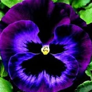30+ Pansy Karma Violet con cara / Anual / Semillas de flores.