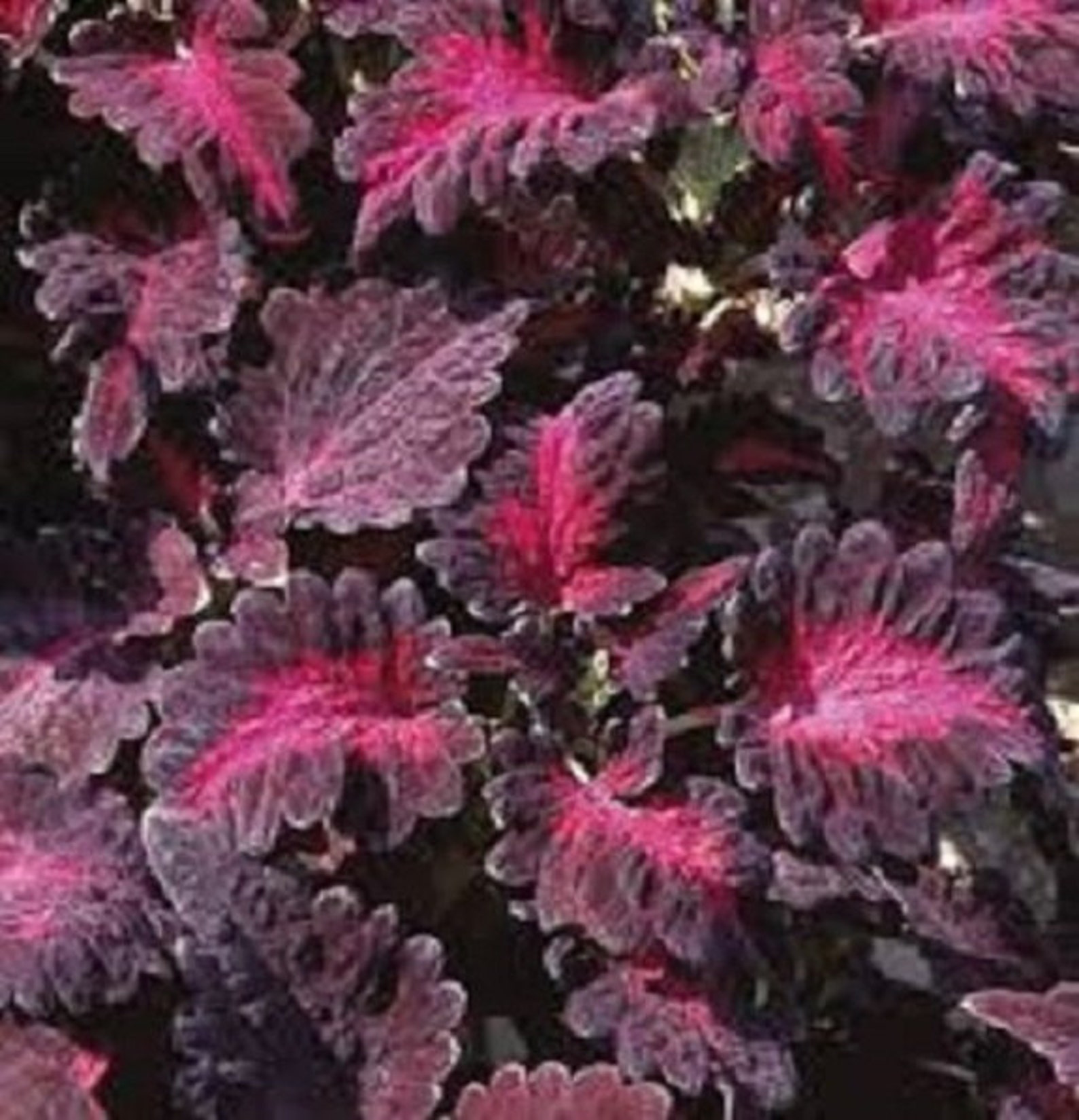 50 Coleus Black Dragon / Annual / Flower Seeds. Etsy