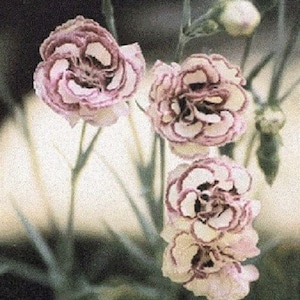 May include: Three pink and white carnations with ruffled petals. The flowers are in bloom and have a delicate appearance.
