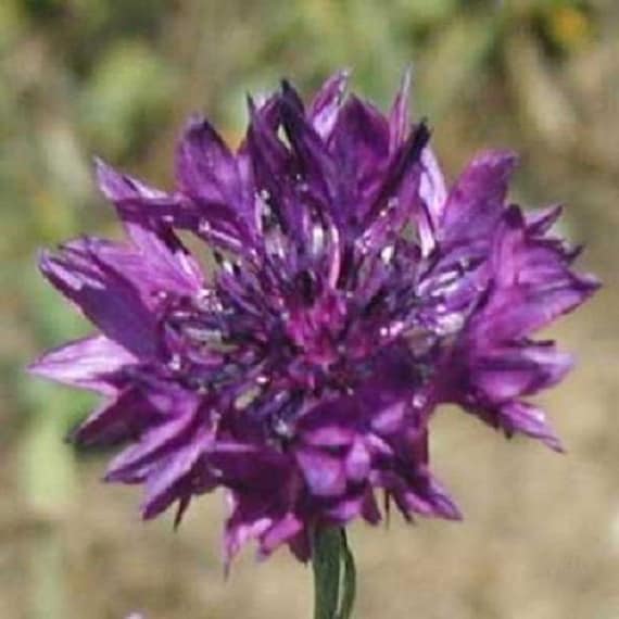35+ Lila Kornblume / Centaurea / Batchlor's Button / Einjährige / Blumensamen
