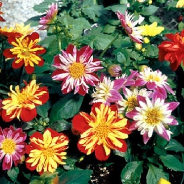 30+ Harlequin Mix Bi-Color Dahlia / Early Blooming / Half Hardy / Annual / Flower Seeds.