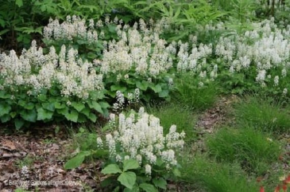 20+ White Tiarella "foamflower" / Perennial / Flower Seeds. - Etsy Israel
