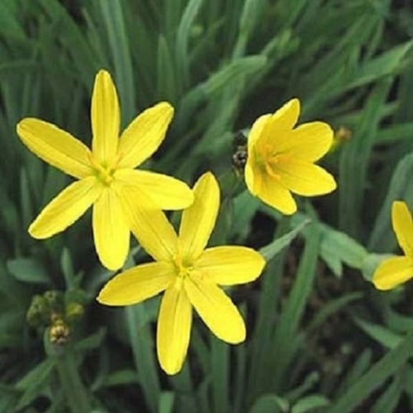 30+ Yellow Blue Eyed Grass Sisyrinchium / Perennial / Flower Seeds.