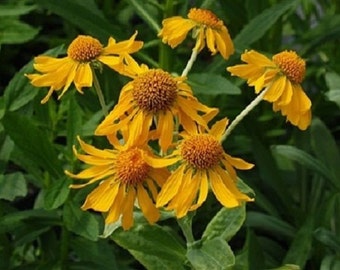 50+ nasion Hoopsii Golden Yellow Helenium / roślin wieloletnich / kwiatów.
