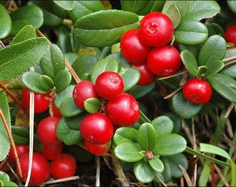 50+ Vaccinum Mountain Cranberry / Vitas-Idaea / Perennial / Flower Seeds.