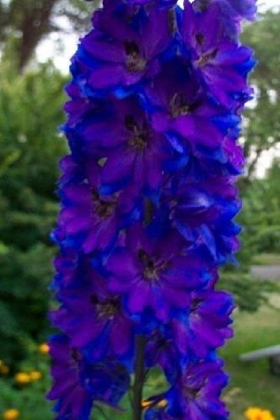 12+ Delphinium Black Knight Pacific Giant / Perennial / Flower Seeds.