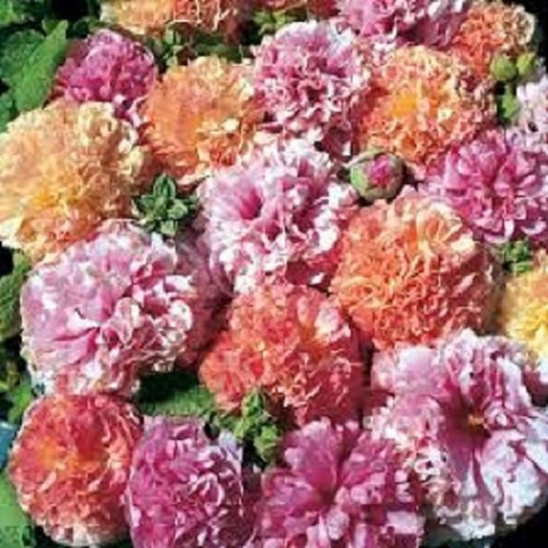 30+ Fruity Mix Hollyhock / Alcea Rosea / Perennial / Flower Seeds.