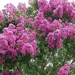 Può includere: Un vibrante albero di mirto crepe rosa in piena fioritura. L'albero è ricoperto da grappoli di delicati fiori rosa.