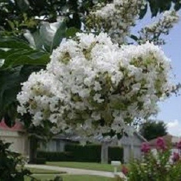 30+ White Crape Myrtle Tree / Drought Tolerant / Shrub / Perennial / Flower Seeds.