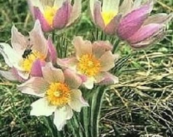 20+ Anemone Wolfganiana Mix / Perennial / Flower Seeds.