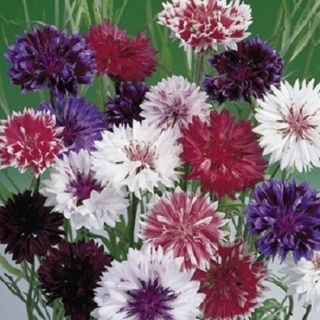 50 種類以上のフロスティ ミックス バチェラーズ ボタン セントーレア  コーンフラワー  一年草  花の種子。 - Etsy 日本