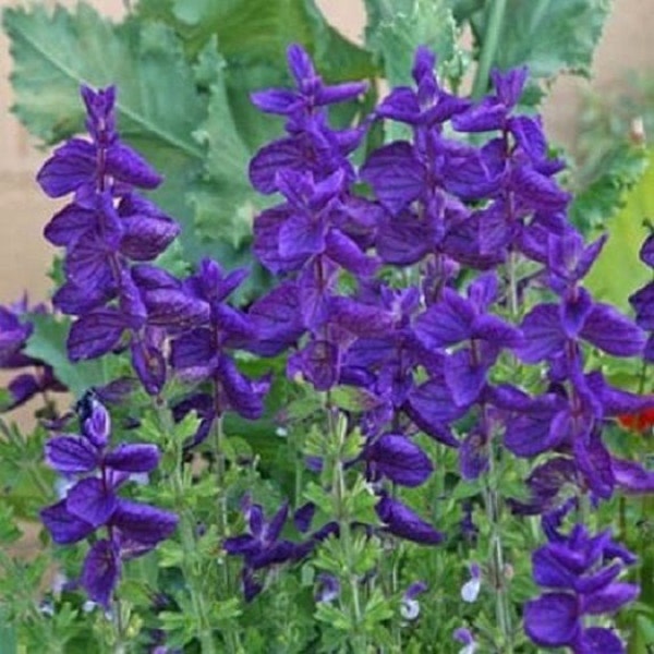 40+ Blue Monday Salvia / Deer and Drought Resistant / Sage / Perennial / Flower Seeds.