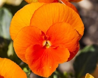 35+ Orange Chantreyland Viola / Shade Loving / Perennial / Flower Seeds.