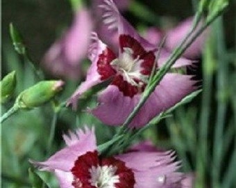 40+ Allwoodi Alpius Dianthus / Perennial / Flower Seeds.