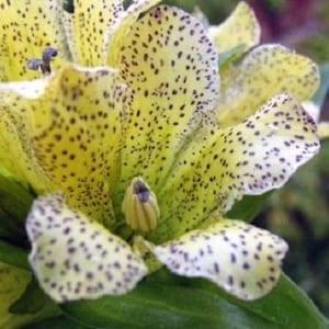 30+ Gentian Gentiana Punctata Shade Loving / Perennial Flower Seeds