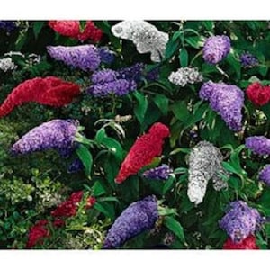 Pode incluir: Um arbusto com várias flores de buddleia de borboleta de cor púrpura, branca e vermelha. As flores estão em flor e têm uma cor vibrante.