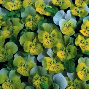 35+ Miniola Aqua Heart Bi-Color Viola / Perennial / Flower Seeds.