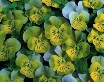 35+ Miniola Aqua Heart Bi-Color Viola / Perennial / Flower Seeds.