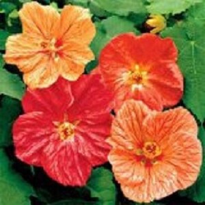 Può includere: Primo piano di quattro fiori vibranti con petali arricciati. I fiori sono arancioni, rossi e rosa.