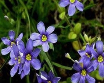 30+ Blue Eyed Sisyrinchium / Perennial / Flower Seeds.