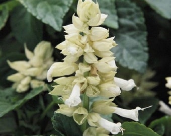 40+ Salvia White / Sage / Deer Resistant / Drought-Tolerant / Perennial / Flower Seeds.