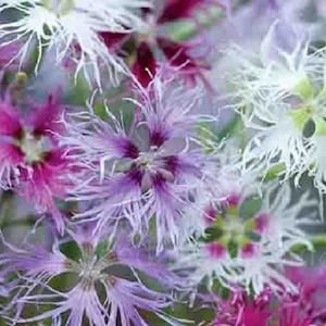 May include: Close-up of a cluster of pink, white, and purple flowers with feathery petals. The flowers have a delicate and airy appearance.
