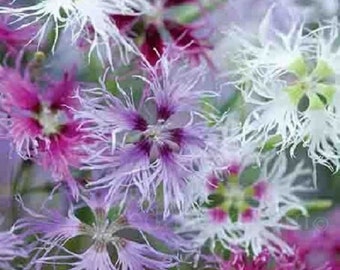 30+ Superbus Mix Carnation / Dianthus / Long Lasting / Perennial / Flower Seeds.