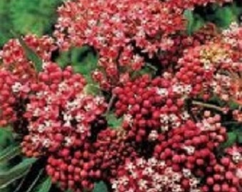 30+ Carmine Asclepias Butterfly Weed / Perennial / Flower Seeds.