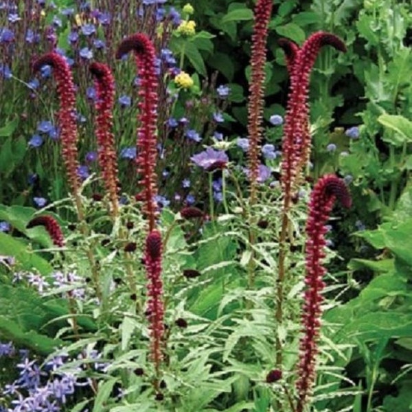 50+ Lyshmachia Beaujolais Atropurea / Perennial / Flower Seeds.