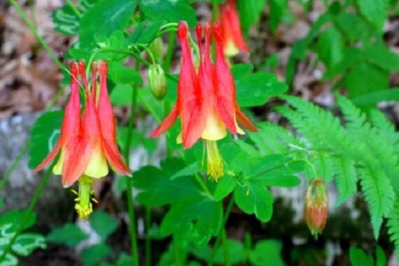 25 CHOCOLATE SOLDIER AQUILEGIA CHOCOLATE AND GREEN BI-COLOR PERENNIAL
