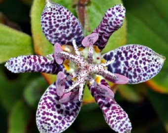 15+ Japanese Toad Lilly Tricyrtis / Deer Resistant / Shade-Loving / Perennial / Flower Seeds.