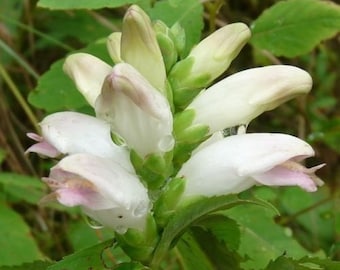 50+  White Turtle Head Chelone / Glabra / Shade-Loving / Perennial / Flower Seeds.