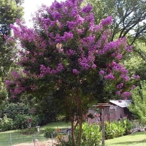 Può includere: Un vibrante albero di mirto crepe viola in piena fioritura, con un fogliame verde lussureggiante e un solo tronco. L'albero è piantato in un giardino con erba verde e altre piante.