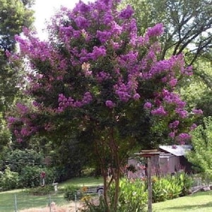 35+ Purple Crape Myrtle Tree / Drought Tolerant / Shrub / Perennial / Flower Seeds.