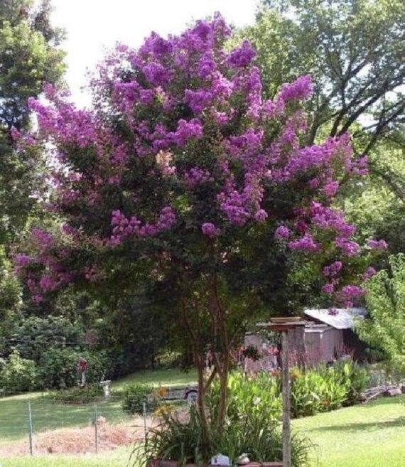 35 Purple Crape Myrtle Tree / Drought Tolerant / Shrub / Etsy