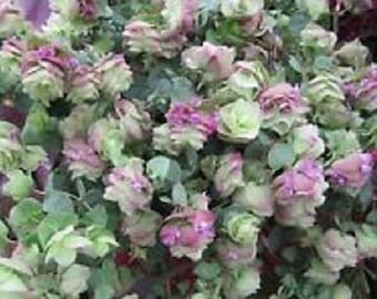 Más de 25 semillas de orégano ornamental de hojas redondas (Origanum rotundifolia), perenne y de flores.