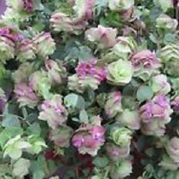 25+ Ornamental Oregano / Round-Leaved / Origanum / Rotundifolia / Perennial / Flower Seeds.