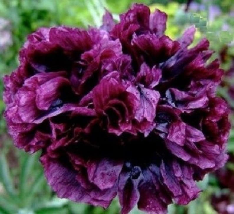 50 Peony Black / Selfseeding / Annual / Flower Seeds. Etsy