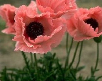 40+ Poppy Coral Reef / Papaver / Orientale / Annual / Flower Seeds.