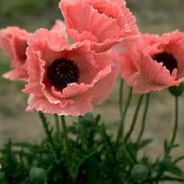 40+ Poppy Coral Reef / Papaver / Orientale / Annual / Flower Seeds.