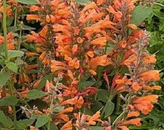 50+ Orange Agasthache Hyssop / Long Lasting / Perennial / Flower Seeds.
