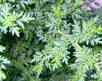 100+ Artemisia "Sweet Annie" / Sweet Aromatic / Perennial / Flower Seeds.