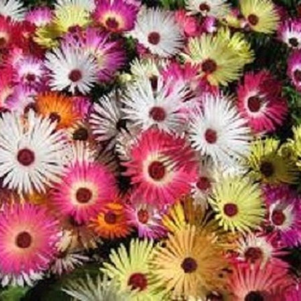 100+ Magic Carpet Mix Ice Plant / Mesembryanthemum / Perennial / Flower Seeds.